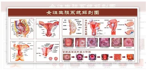 女人的生殖器|解剖学高清图谱 女性生殖系统